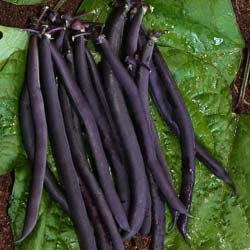 Juda enana violeta 'Purple Queen'